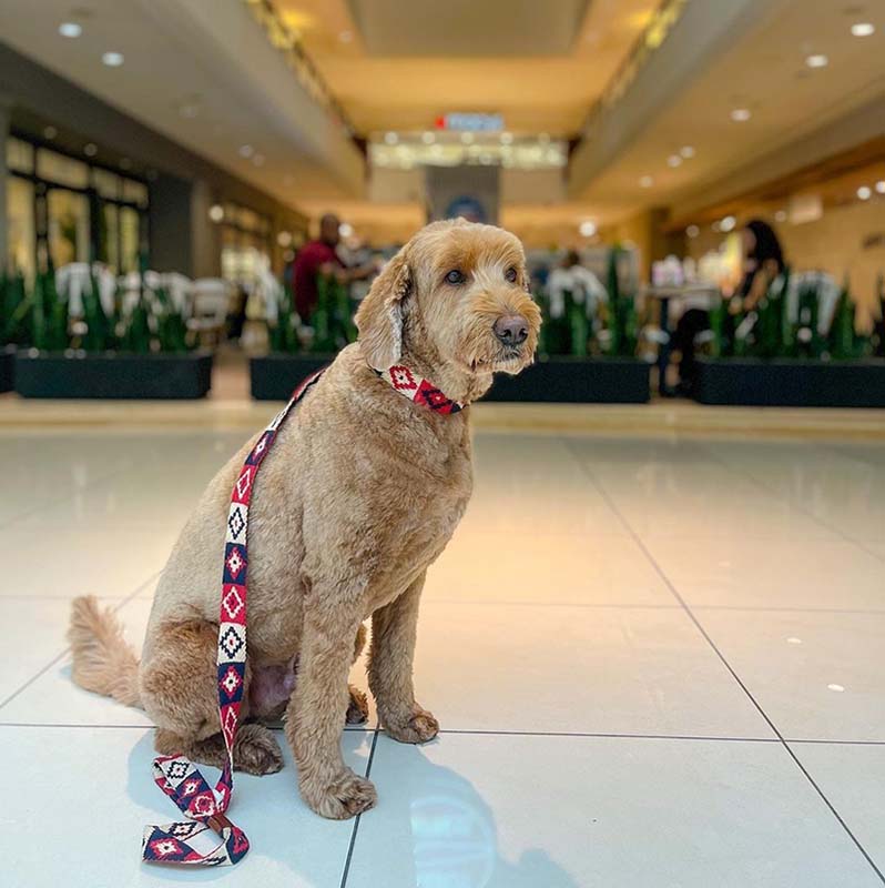 Pet Friendly Aventura Mall