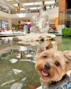 All Dogs Go To Aventura Mall