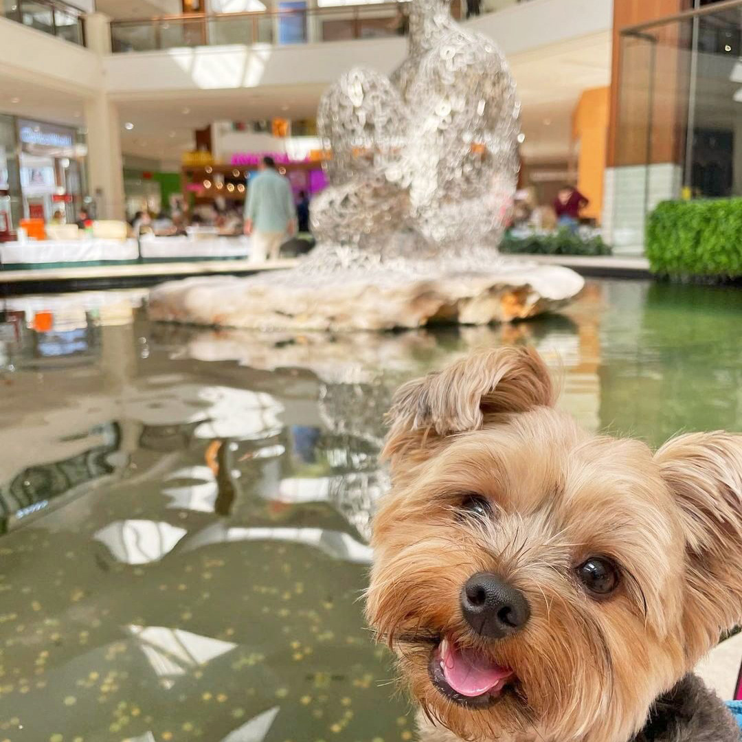 Dogs are welcome at aventura mall
