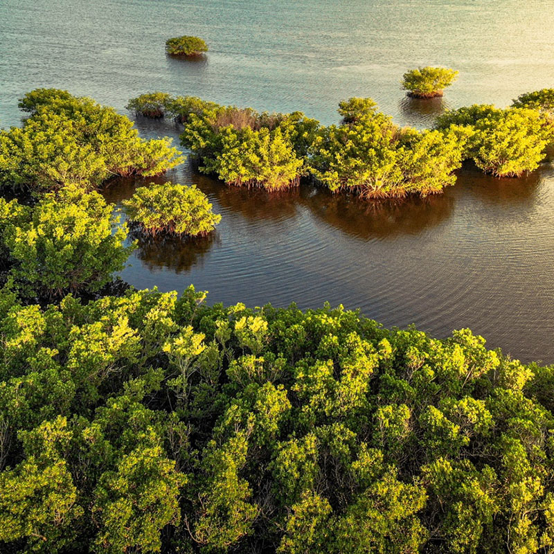 The Everglades Effect South Florida’s Most Powerful Natural Luxury